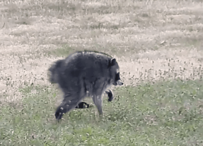 The real Jimothy raccoon walking through grass